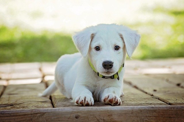 HUGO the dog